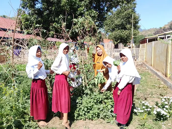 Siswa SDN Inpres Sai Kecamatan Soromandi Kabupaten Bima menunjukan tanaman di kebun gizi sekolah sebelum masa panen pertama. Dokumentasi YISA Ambalawi.