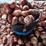 Bawang Merah yang Dijual oleh Pedagang di Pasar Tradisional Sila Kabupaten Bima. Foto US/ Berita11.com.