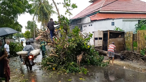 Kondisi pohon tumbang yang sempat menghalangi lalu lintas hingga puluhan menit di Jalan Pantura Kecamatan Soromandi Kabupaten Bima dipotong oleh warga, pasca angin kencang, Rabu (1/3/2023).