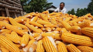 Petani Jagung. Foto Ist.