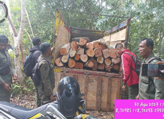 Puluhan batang kayu rimba yang ditemukan tim patroli BPKH Marowa di kawasan hutan Negara So Kalo Rodi Desa Kuta Kecamatan Parado Kabupaten Bima, Rabu (30/8/2023) lalu. Dokumentasi BPKH Marowa DLHK Provinsi NTB.