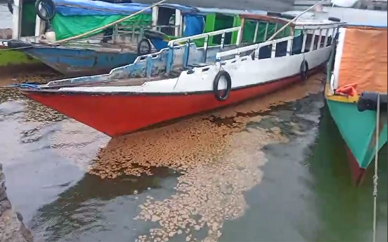 Limbah serupa terang kecoklelatan termati di Pelabuhan Bima, Jumat (9/2/2024) siang. Foto Safitri/ Berita11.com.