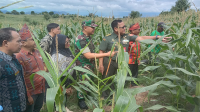 Tim Teritorial Mabes TNI Kolonel Inf. Jayasusman SAP., MSI., CHRMP saat melihat langsung tanaman jagung yang dikembangkan kelompok petani di So Ndano Leu Kelurahan Ntobo Kecamatan Raba Kota Bima, Nusa Tenggara Barat, Kamis (7/3/2024).