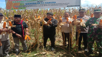 Panen raya jagung hasil menggunakan Mikroba PA 63 Garuda di Desa Kaboro Kecamatan Lambitu Kabupaten Bima, Minggu (21/4/2024) pagi. Kegiatan tersebut merupakan gotong royong yang didukung Laskar Jenateke, KGPP, ASGAS RI dan Deputi II BIN.