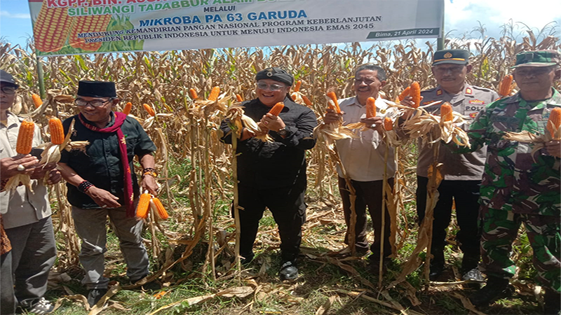 Panen raya jagung hasil menggunakan Mikroba PA 63 Garuda di Desa Kaboro Kecamatan Lambitu Kabupaten Bima, Minggu (21/4/2024) pagi. Kegiatan tersebut merupakan gotong royong yang didukung Laskar Jenateke, KGPP, ASGAS RI dan Deputi II BIN.