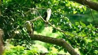 Elang Flores (Nisaetus floris) di Bima terancam punah karena kondisi hutan dan gunung dibabat. Kondisi mendapat perhatian Ahli Biologi Reptor, Amerika Serikat,