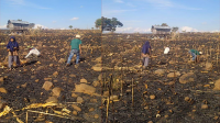 Petani jagung di Soromandi Kabupaten Bima meratapi lahan jagung siap panen milik mereka yang hangus terbakar karena karhutla.