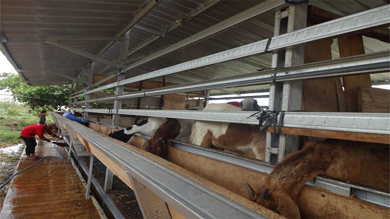 Sejumlah pekerja sedang membersihkan kadang kambing varietas local dan varietas etawa di peternakan milik H Sukardin di Desa Wadukopa Kecamatan Soromandi Kabupaten Bima, Nusa Tenggara Barat, Kamis (5/12/2024) lalu. Foto US/ Berita11.com.