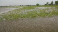 Kondisi tanaman padi direndam banjir.