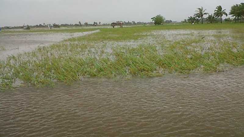 Kondisi tanaman padi direndam banjir.