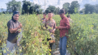 Kepala Desa Nggembe Kecamatan Bolo, Yusuf Aziz saat menemani Kapolres Bima AKBP Eko Sutomo dan sejumlah perwira Polres Bima memanen perdana tomat milik kelompok tani (Poktan) Tolo Gora Agri Farm di Desa Nggembe, Rabu (23/4/2025).