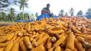 Ilustrasi petani jagung.