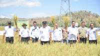 Wali Kota Bima ikut melihat hasil panen petani saat menghadiri Hari Temu Lapang Petani (Forum Field Day /FFD) di Kelurahan Kendo, Kecamatan Raba, Kota Bima, Rabu (30/7/2025).