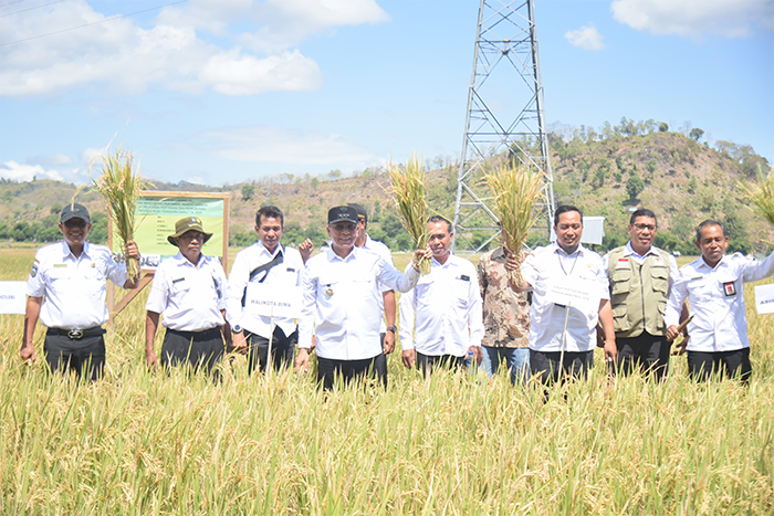 Wali Kota Bima ikut melihat hasil panen petani saat menghadiri Hari Temu Lapang Petani (Forum Field Day /FFD) di Kelurahan Kendo, Kecamatan Raba, Kota Bima, Rabu (30/7/2025).