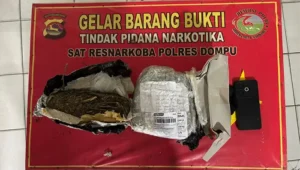 Barang bukti ganja yang berhasil diamankan aparat kepolisian.