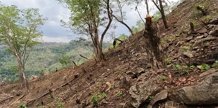 Hutan rusak. Ilustrasi/ Foto Ist.