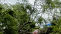 Pohon tumbang akibat cuaca ekstrem di wilayah Kabupaten Bima, Kamis (22/1/2026).