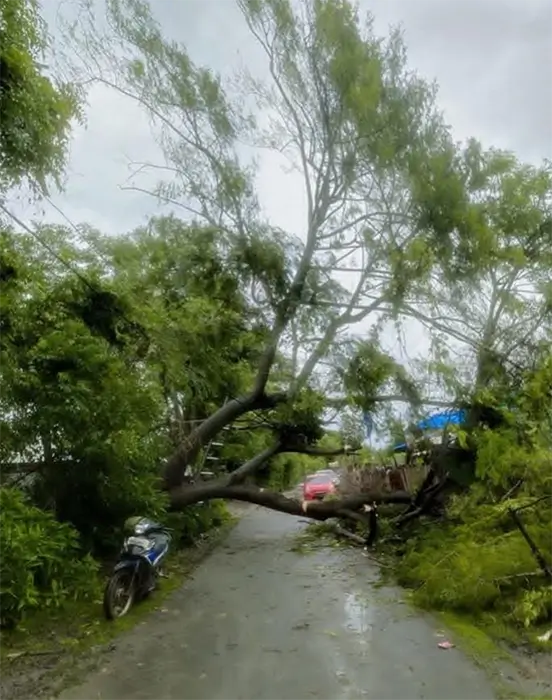 Pohon tumbang akibat cuaca ekstrem di wilayah Kabupaten Bima, Kamis (22/1/2026).