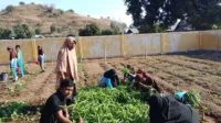 Aktivitas siswa dan guru mengamati perkembangan tanaman di kebun gizi SDN Inpres Sai Kecamatan Soromandi Kabupaten Bima sebelum masa panen pertama.
