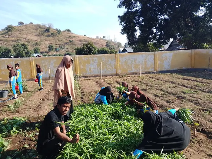 Aktivitas siswa dan guru mengamati perkembangan tanaman di kebun gizi SDN Inpres Sai Kecamatan Soromandi Kabupaten Bima sebelum masa panen pertama.