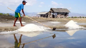 Aktivitas petani tambak garam di Desa Sanolo Kecamatan Bolo Kabupaten Bima memanen garam saat musim kemarau tahun 2026. Foto US/ Berita11.com.
